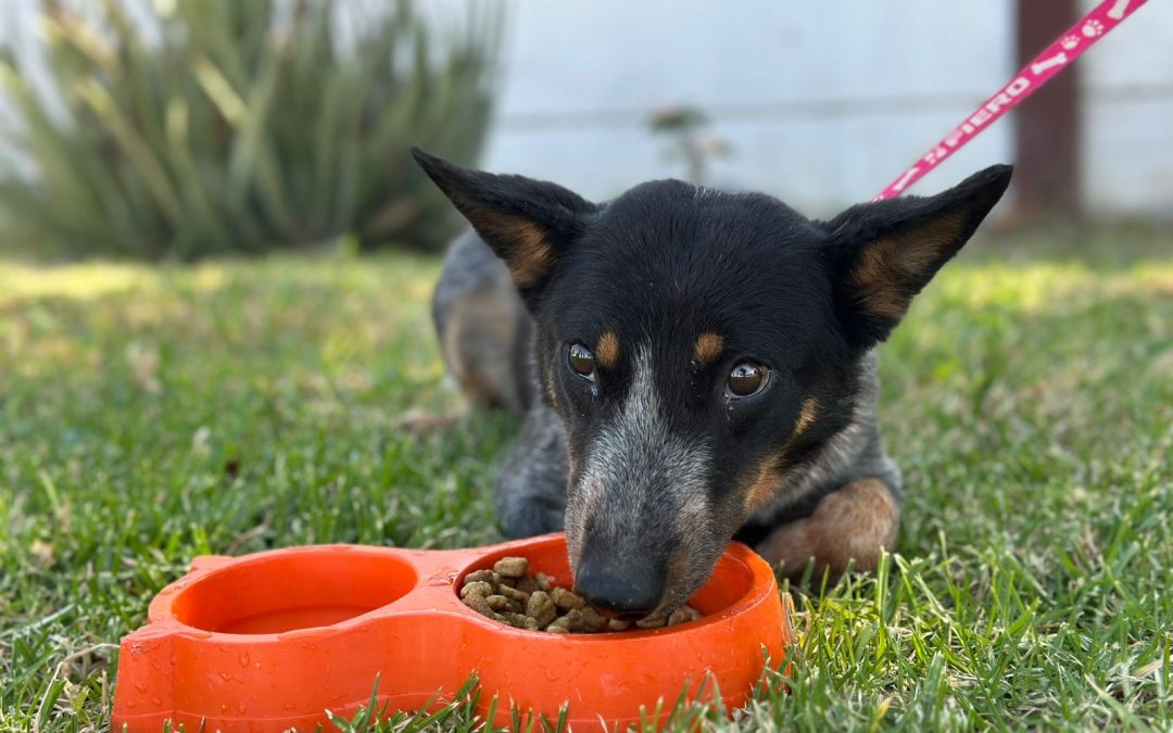 Inician nuevas jornadas de esterilización en el Centro de Control y Asistencia Animal